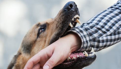 Dog Bites and Florida Law